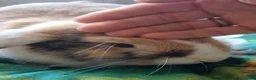 Mini Lop rabbits for sale: Friendly gorgeous young male Mini Lop boy rabbit in Loughborough - Advert 3