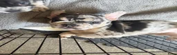 French Bulldog dogs for sale: Happy & Healthy French Bulldog puppies, two girls! - Advert 30