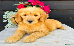 Mini Goldendoodle dogs for sale: Gorgeous Miniature Goldendoodles From KC Parents in Sudbury - Image 3