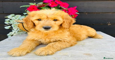 Mini Goldendoodle dogs in Sudbury - Advert 7