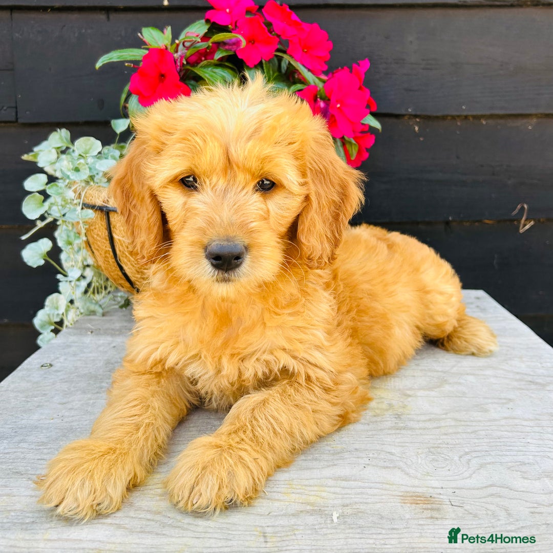 Mini Goldendoodle dogs for sale: Gorgeous Miniature Goldendoodles From KC Parents in Sudbury - Image 3