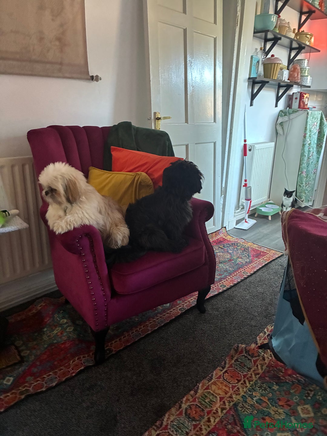 Shih Tzu dogs for sale: 2 snuggly gorgeous miniature shih tzu boys - Image 5