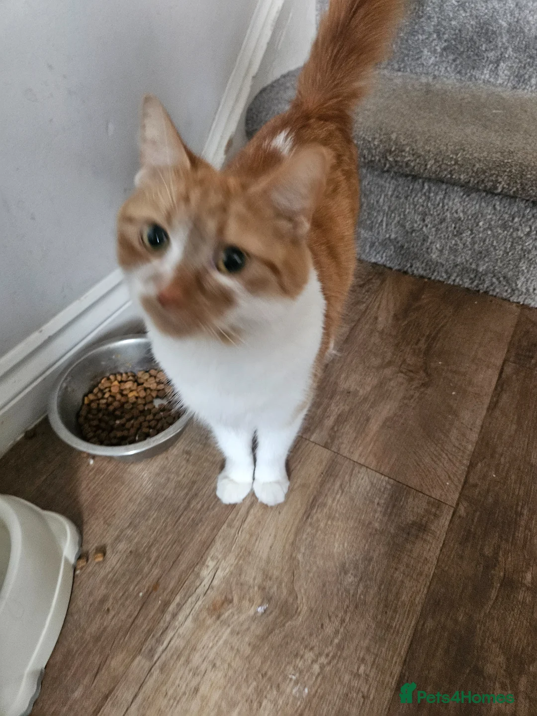 Mixed Breed cats for sale: Very affectionate cats - Advert 4
