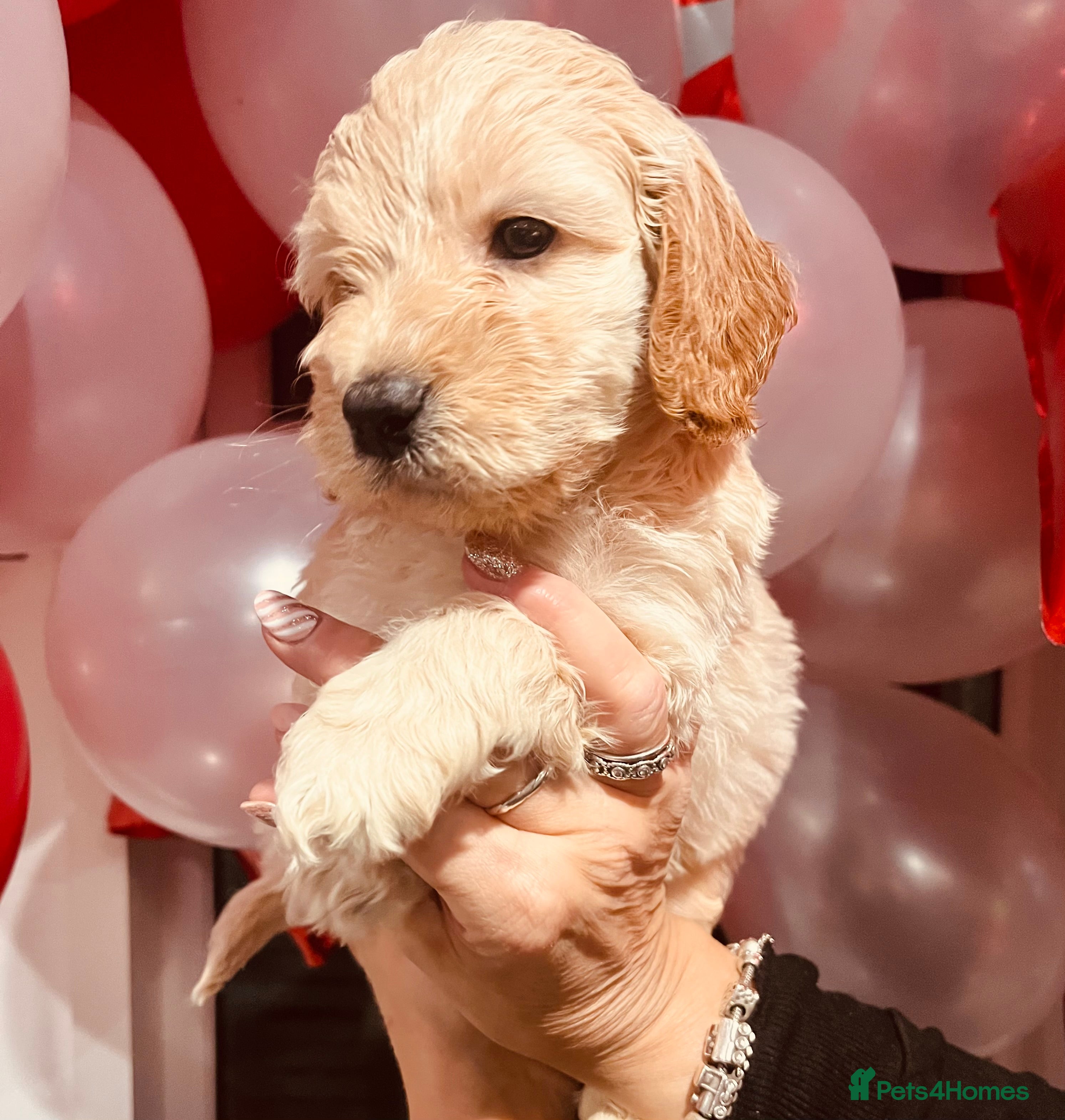 Cockapoo dogs ⭐️EXTENSIVELY HEALTH TESTED,Cockapoo F1B Puppies⭐️ - Advert 1