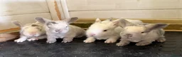 Angora rabbits for sale: Angora X bunny rabbits  - Advert 9