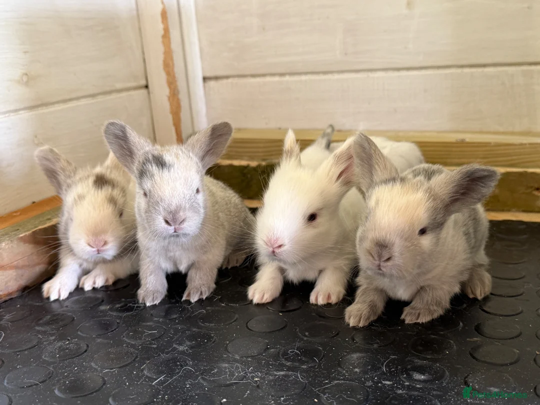 Angora rabbits for sale: Angora X bunny rabbits  - Advert 9