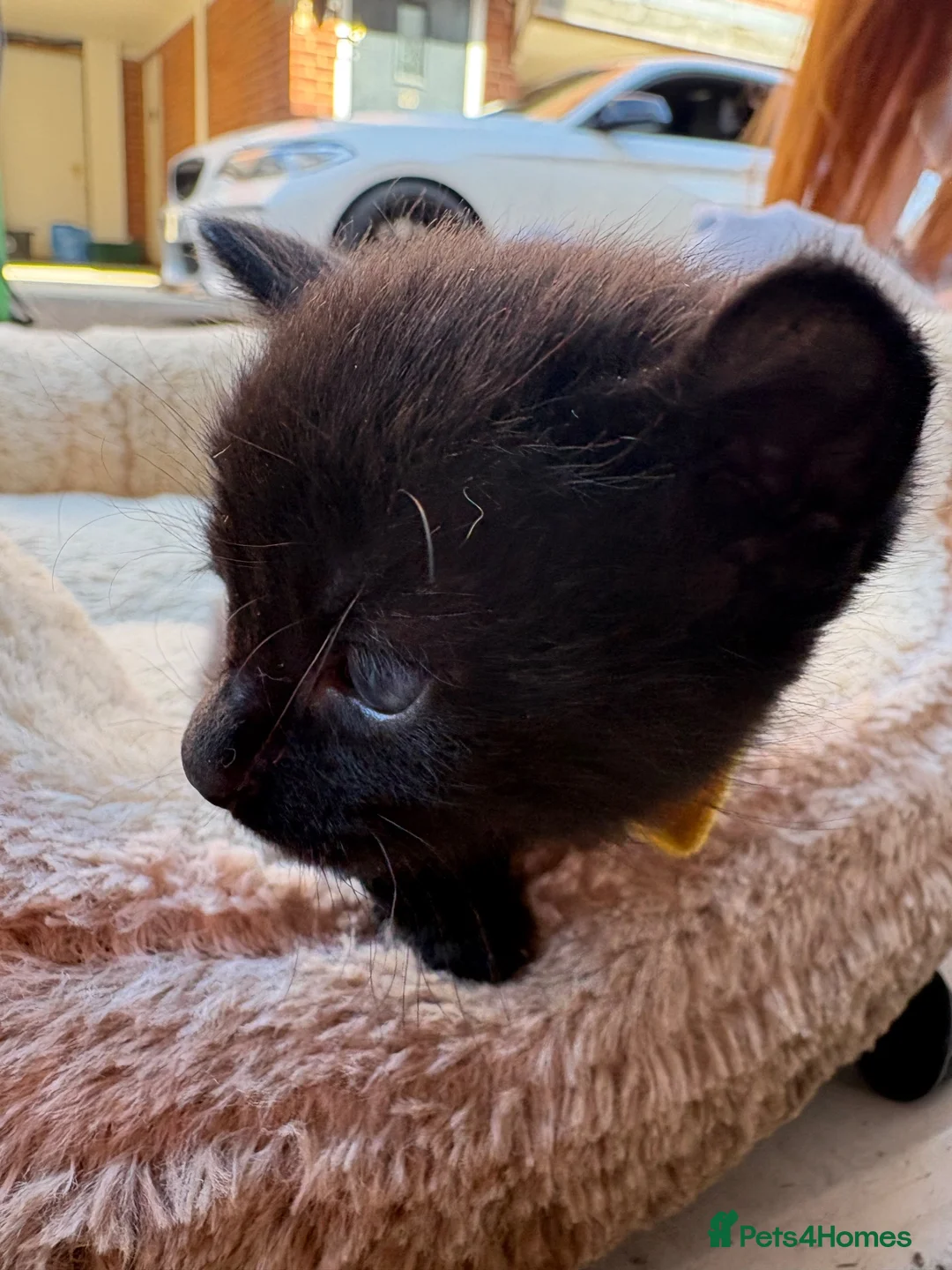 British Shorthair cats for sale: 3 remaining kittens looking for their forever home - Advert 2
