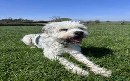 Mixed Breed dogs for adoption: Brian is looking for a home -Mioritic Shepherd  - Image 9
