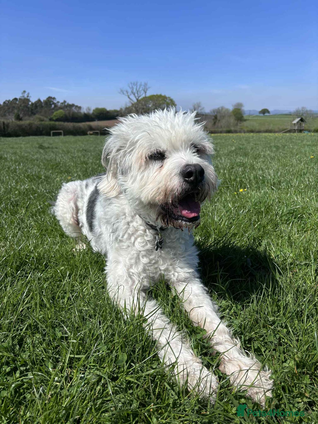 Mixed Breed dogs for adoption: Brian is looking for a home -Mioritic Shepherd  - Image 9