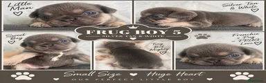 Frug 5