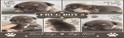 Frug dogs for sale: Stunning litter of 8 little FRUG boys  - Advert 10
