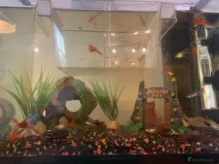 Bettas fish Guppies - Advert 1
