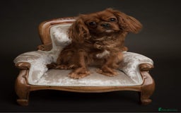 Cavalier King Charles Spaniel dogs for sale: Stunning Cavalier King Charles Spaniels - Image 8