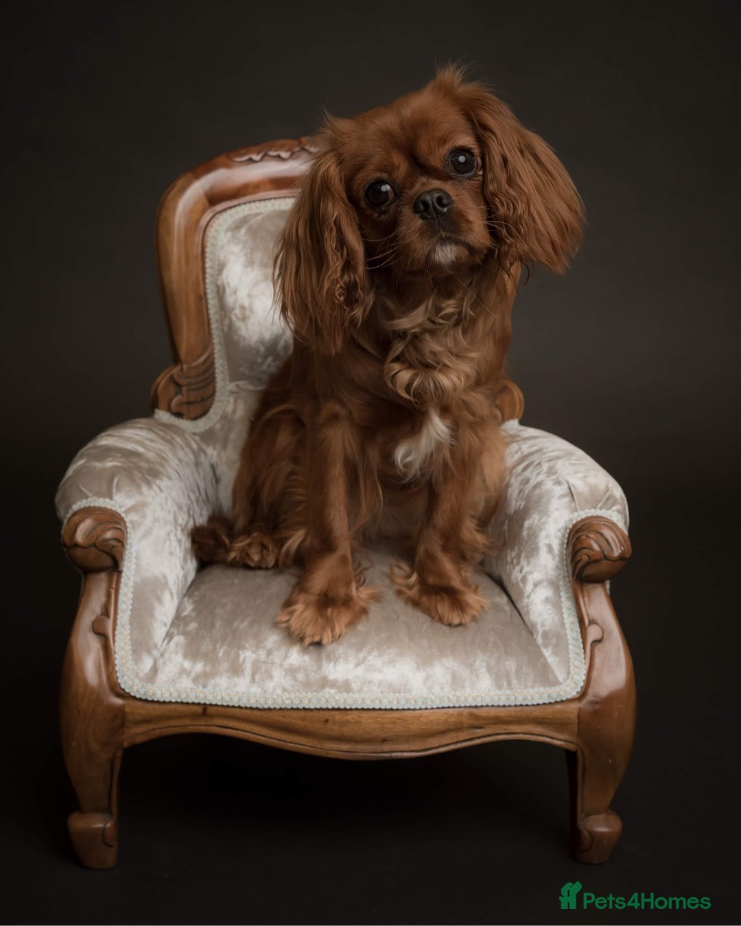 Cavalier King Charles Spaniel dogs for sale: Stunning Cavalier King Charles Spaniels - Image 8