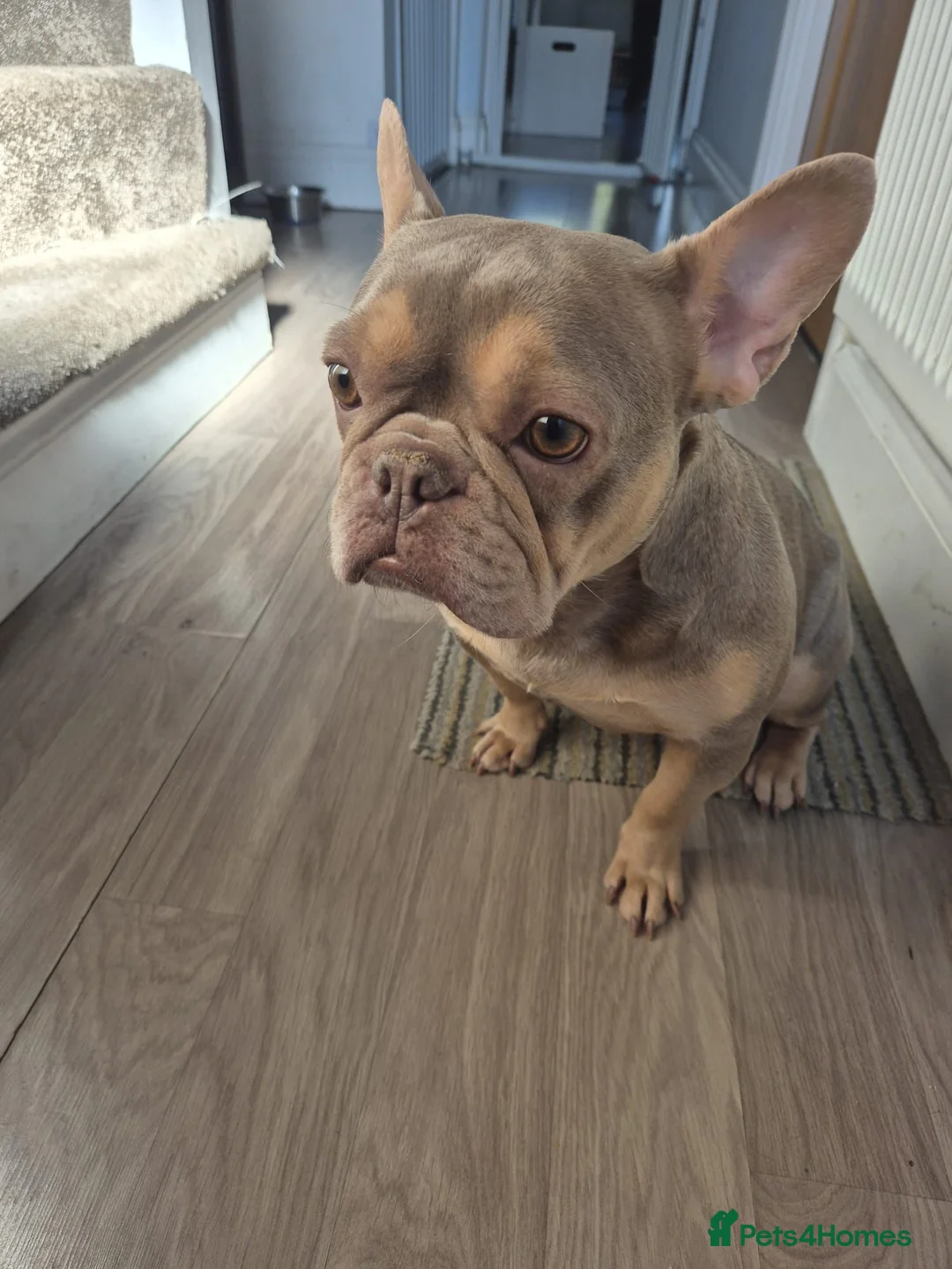 French Bulldog dogs for sale: Female - Advert 1