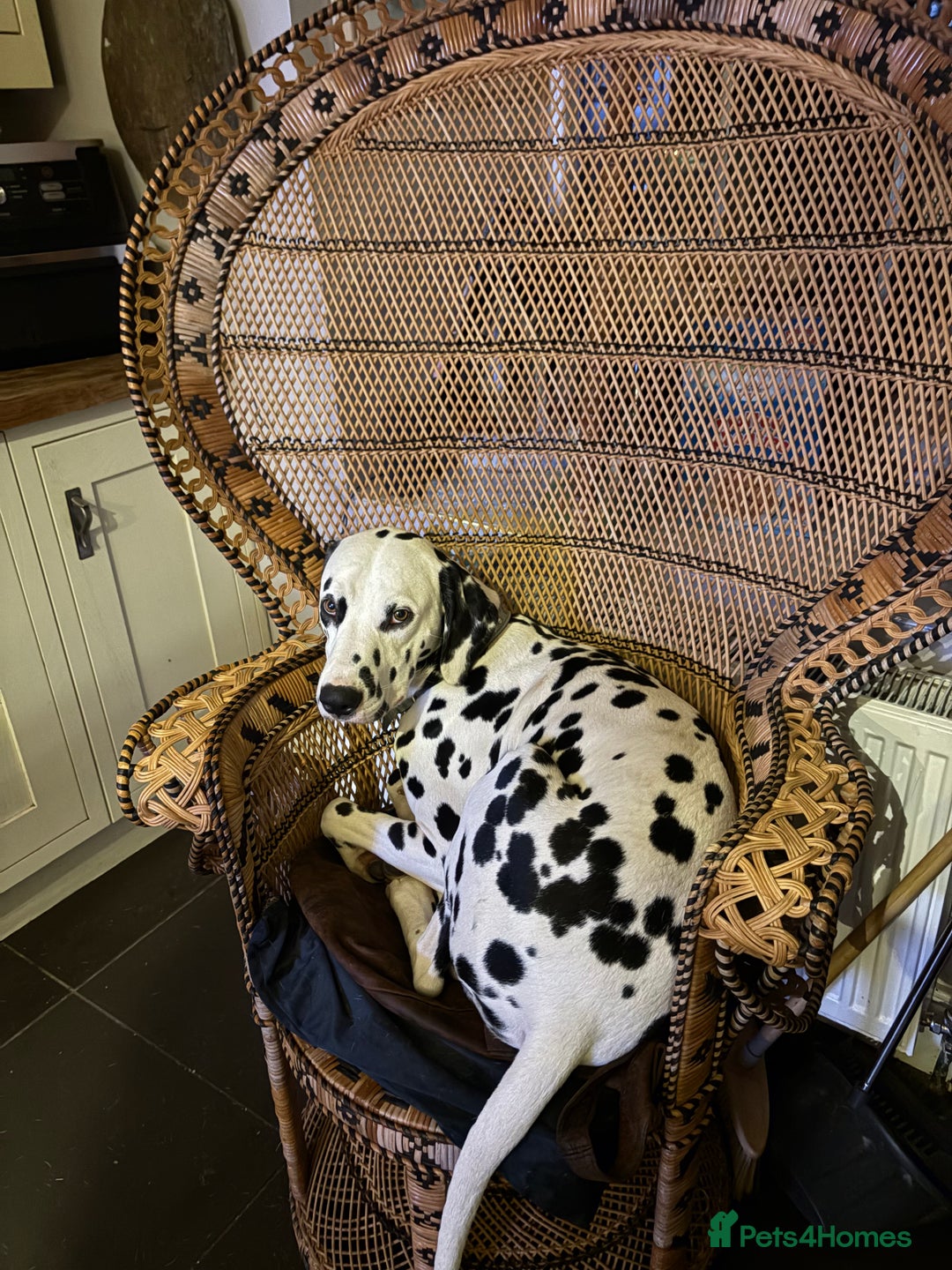 Dalmatian dogs for sale: The most beautiful beautiful Dalmatian puppies  - Advert 21