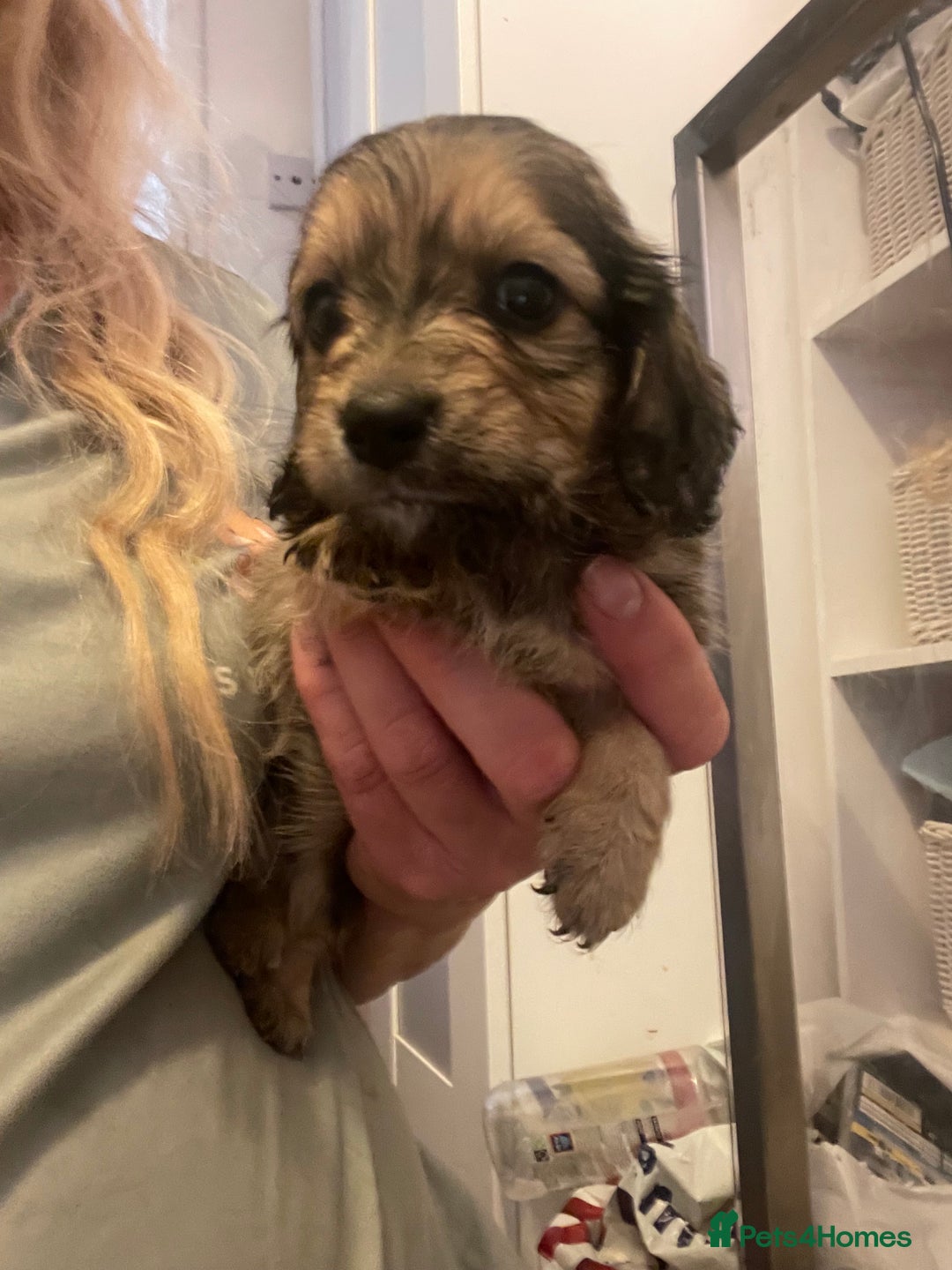 Miniature Dachshund dogs for sale: Quality KC Minature Longhaired Dachshund for sale  - Image 13