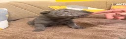 Shar Pei dogs for sale: Two beautiful Blue Shar Pei puppies (Male) - Advert 14