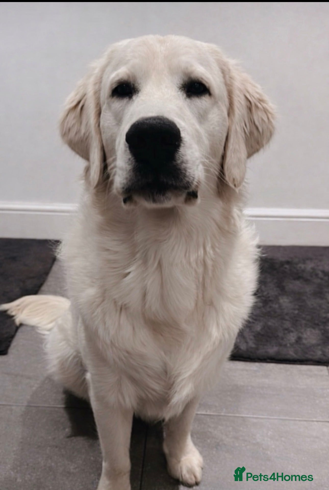 Golden Retriever dogs Bear - EXTENSIVELY HEALTH TESTED ICT CLEAR 1&2 - Advert 2