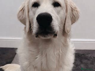 Golden Retriever dogs Bear - EXTENSIVELY HEALTH TESTED ICT CLEAR 1&2 - Advert 2