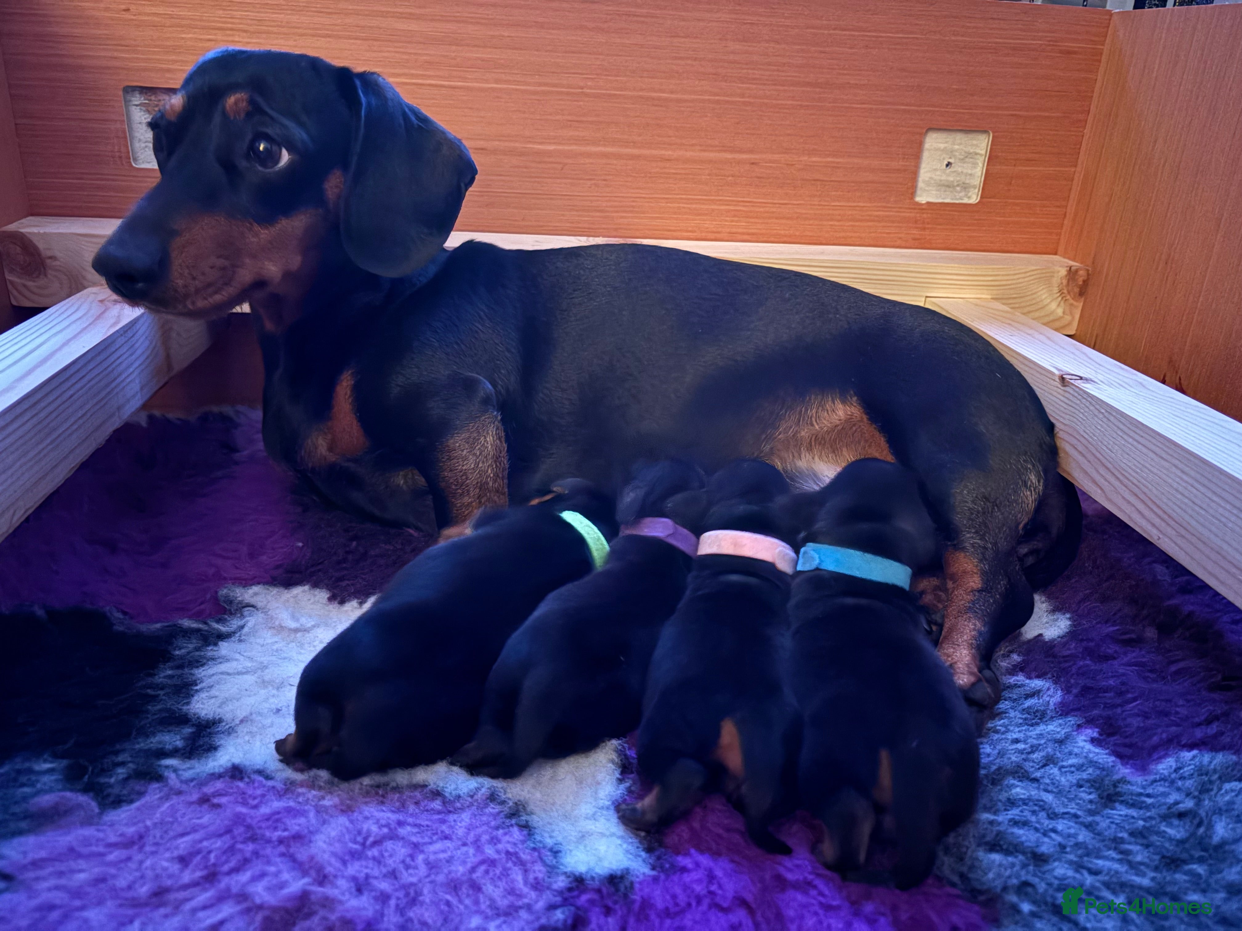 Miniature Dachshund dogs Miniature dachshund puppies 🐾 - Advert 1