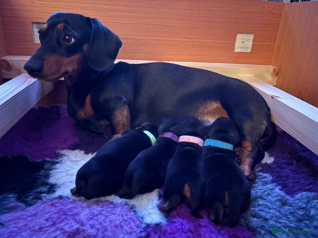 Miniature Dachshund dogs - Advert 11