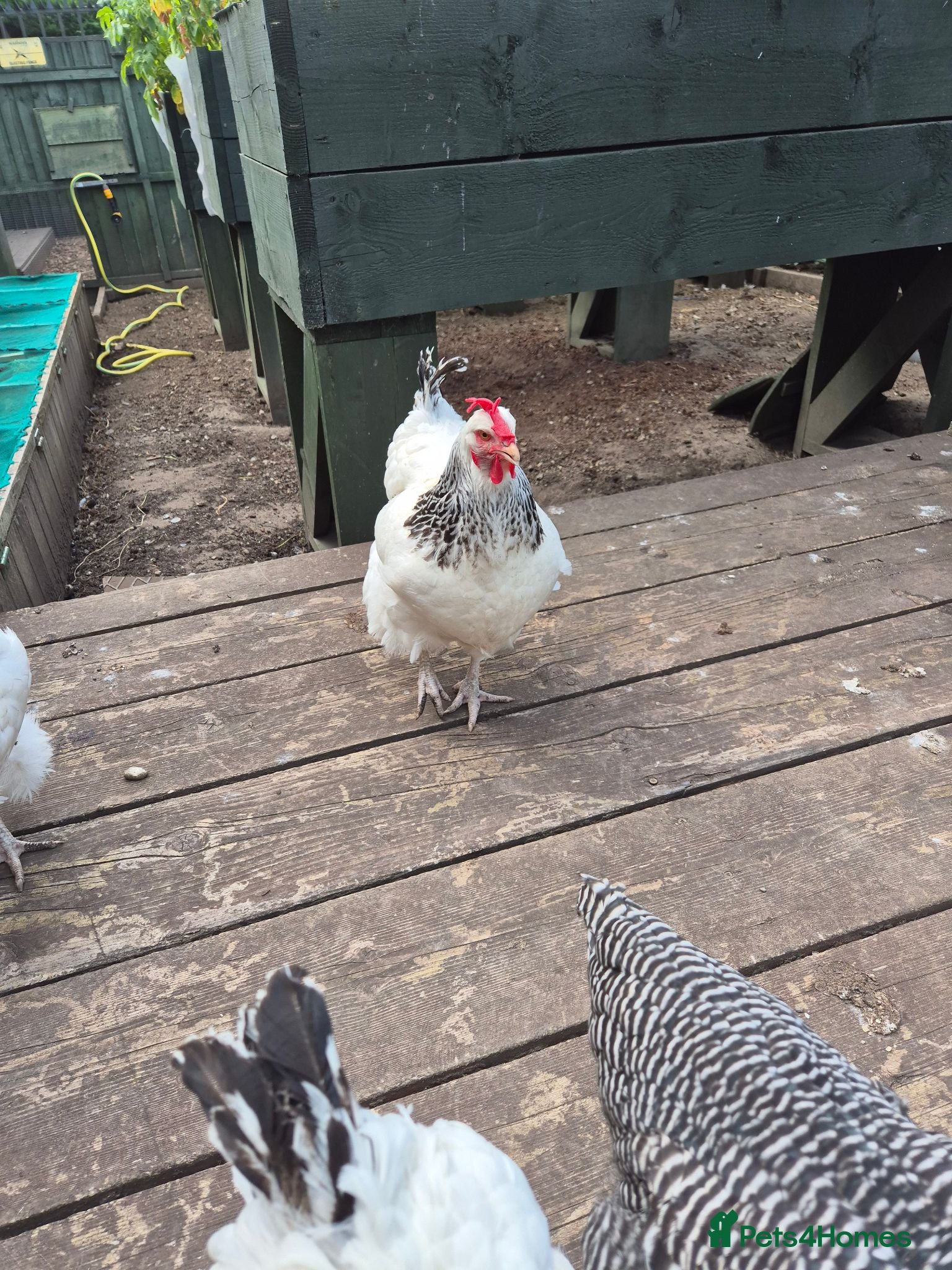 Chickens poultry White Sussex hens for sale - Advert 2