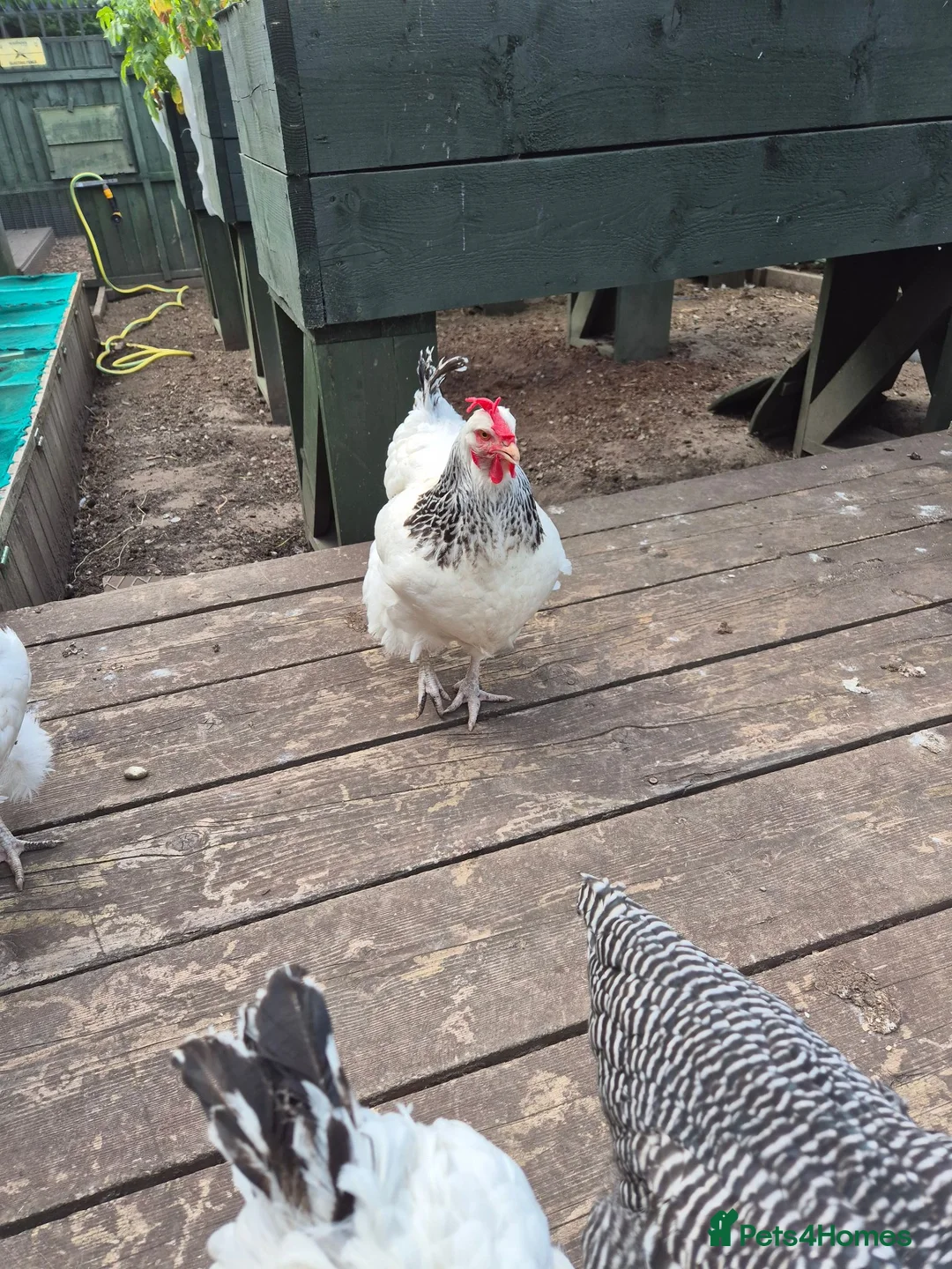 Chickens poultry for sale: White Sussex hens for sale - Advert 1