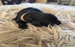 Goldendoodle dogs for sale: 12 Stunning Goldendoodles - Image 13
