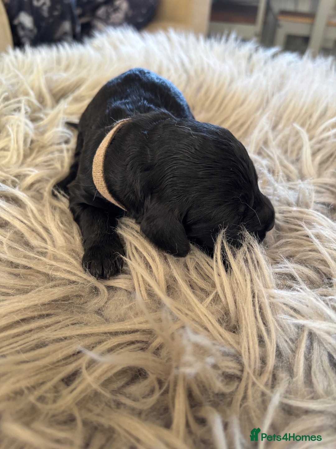Goldendoodle dogs for sale: 12 Stunning Goldendoodles - Image 13