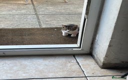 Domestic Shorthair cats for sale: 6 beautiful kittens for sale!!  - Image 13