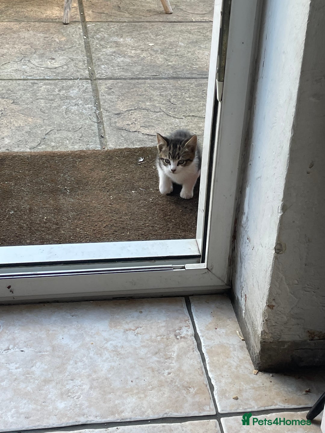 Domestic Shorthair cats for sale: 6 beautiful kittens for sale!!  - Image 13