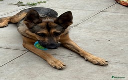 German Shepherd dogs for sale: Beautiful Sable German Shepherd  - Image 2