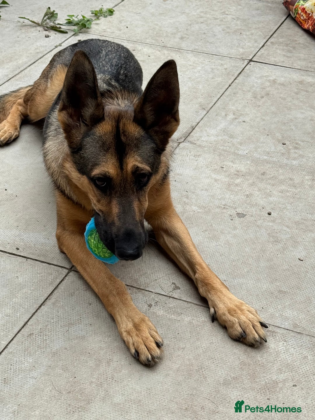 German Shepherd dogs for sale: Beautiful Sable German Shepherd  - Image 2