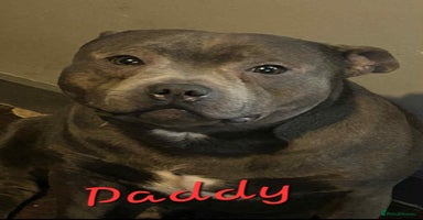 Staffordshire Bull Terrier dogs - Advert 2