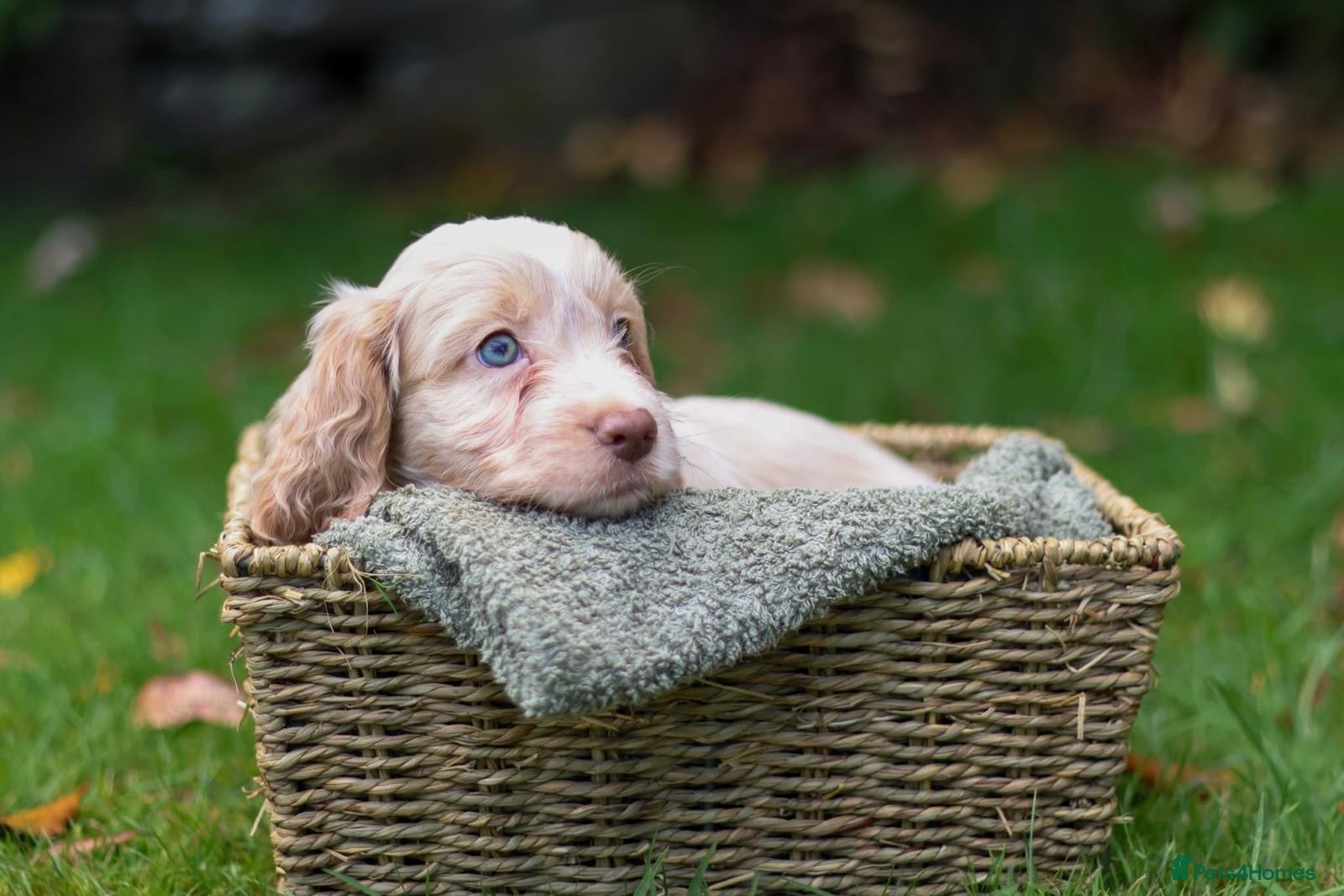 Cockapoo dogs Our last little boy ready to leave now 🐶 - Advert 2
