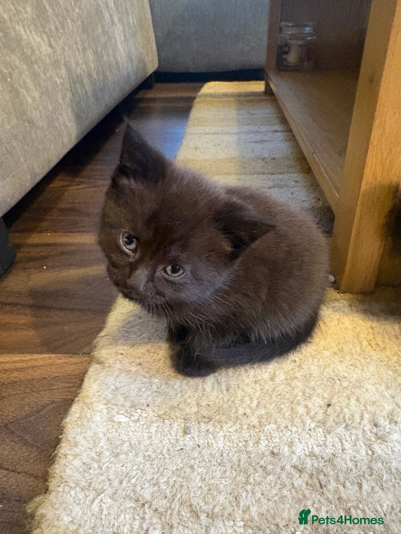 Mixed Breed cats for sale: Beautiful Kittens For Sale - Advert 8