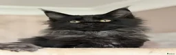 Maine Coon cats for sale: Tica registered black smoked male Maine coon - Advert 20