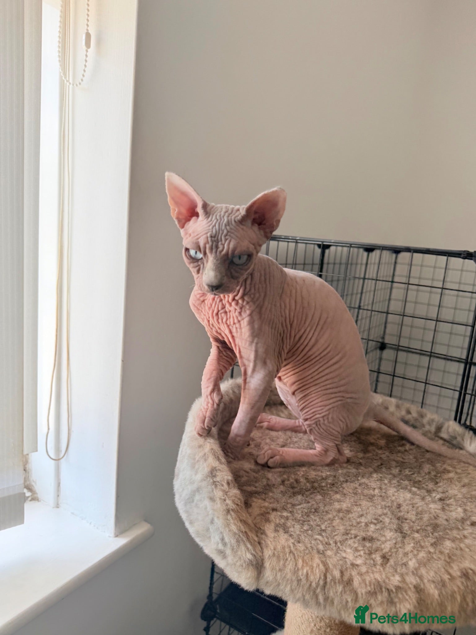 Sphynx cats Blue-Eyed Sphynx Girl /  TICA Reg - Advert 8