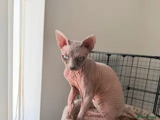 Sphynx cats Blue-Eyed Sphynx Girl / TICA Reg - Advert 8