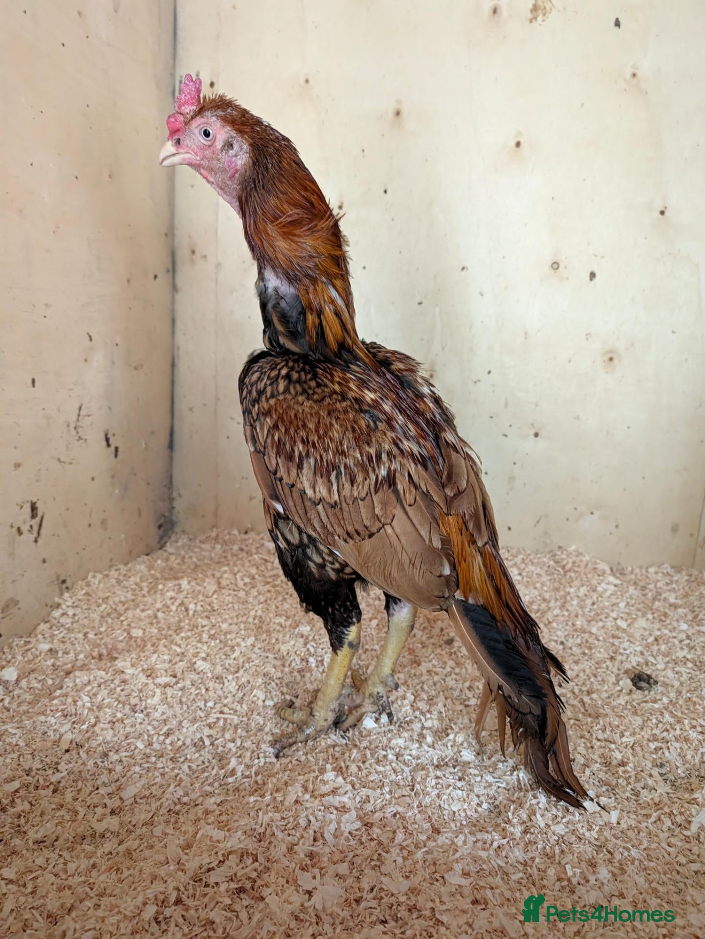 Chickens poultry Aseel Pair for Sale  - Advert 15