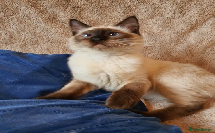 Ragdoll cats - Advert 7