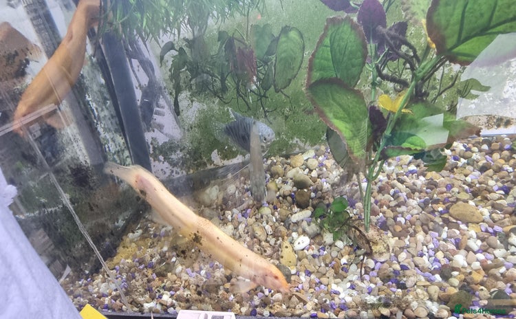 Gouramis fish - Advert 1