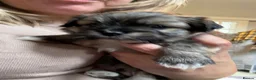 Mixed Breed dogs for sale: Four beautiful Maltipeke puppies  in Wirral - Advert 12