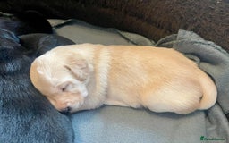 Labrador Retriever dogs for sale: Kc registered Labrador puppies for sale - Image 2