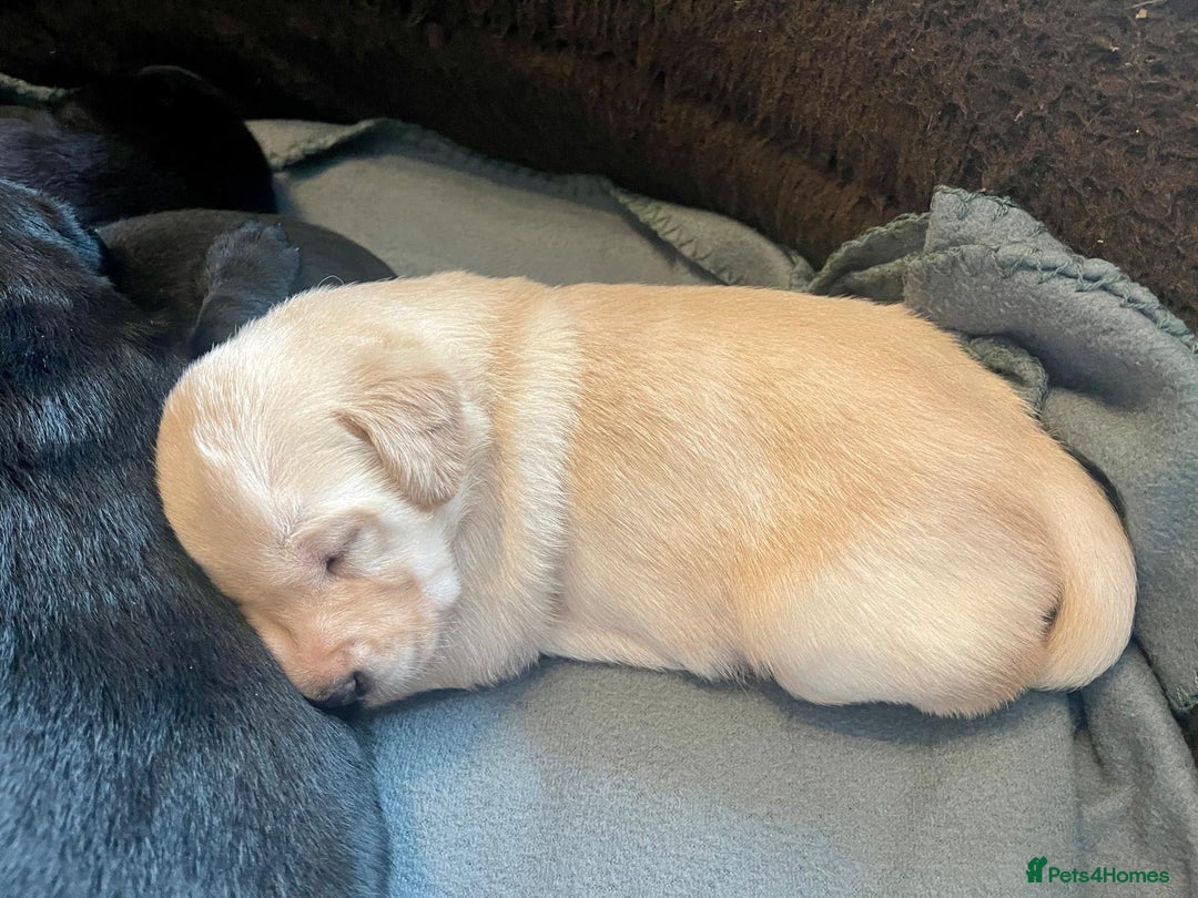 Labrador Retriever dogs for sale: Kc registered Labrador puppies for sale - Image 2