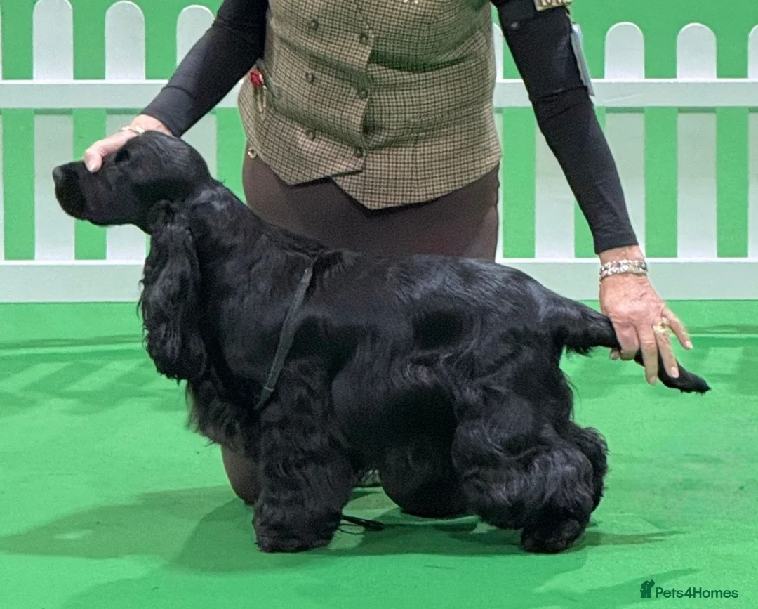 Cocker Spaniel dogs for sale: The Tremendous Thule - Advert 2
