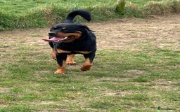 Rottweiler dogs for sale: 2 year old Rottweiler - Advert 8