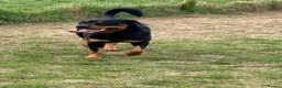 Rottweiler dogs for sale: 2 year old Male Rottweiler - Advert 8