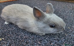 Netherland Dwarf rabbits for sale: *READY 13th JULY* Iron Grey netherland dwarf in Clacton-on-Sea - Image 2